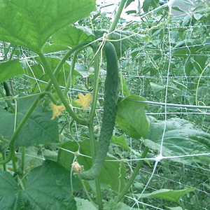 Compression Packing Plastic Plants Support Trellis Compression Packing Plastic Plants Support Trellis