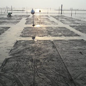 clam netting