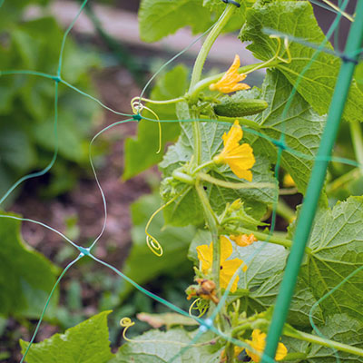 How to utilize floral support netting for your garden