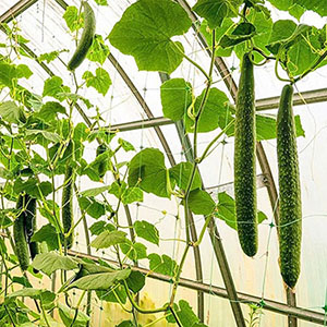 Where can we use plastic netting?cid=4 Where can we use plastic netting?cid=4