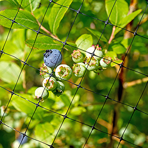 what is differences between Nylon bird net and polypropylene bird netting?cid=4