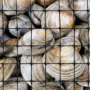 clam net