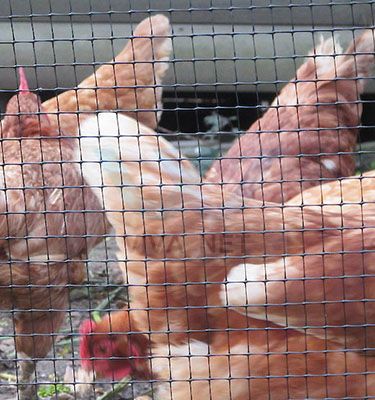 plastic chicken fence bop net