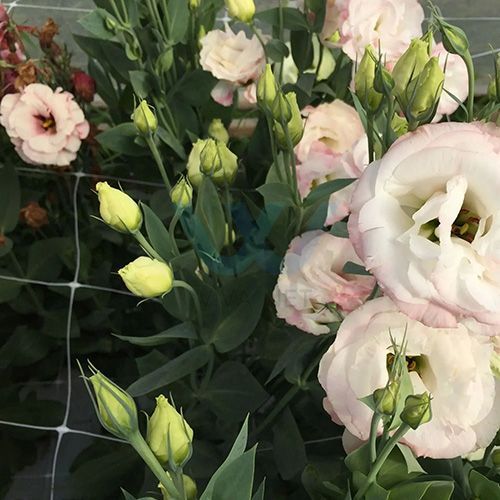 flower support netting