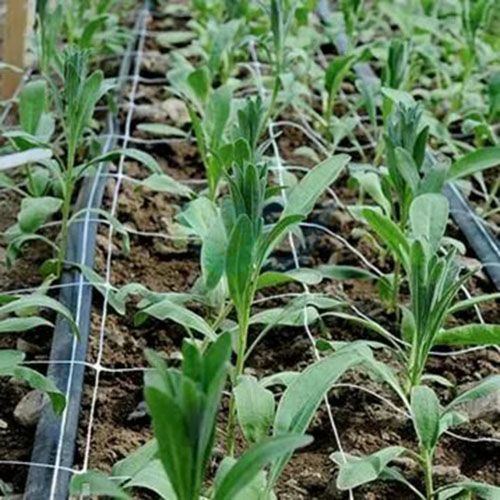 Flower support netting 1m width