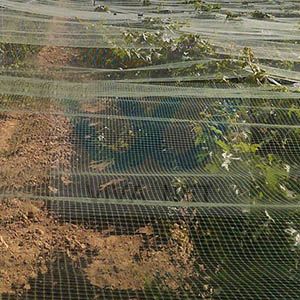 Anti bird netting