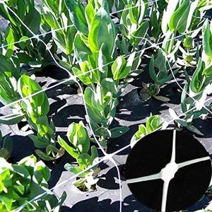 Flower Support Netting Flower Support Netting