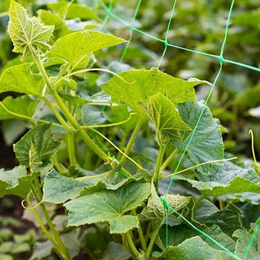 Flower Support Netting Flower Support Netting