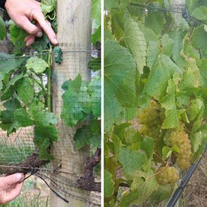 Green color bird netting