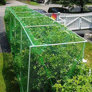 5m 6m wide Plastic diamond bird netting