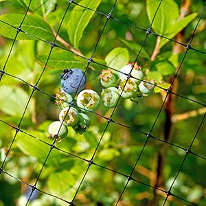 light weight Plastic Anti-bird netting