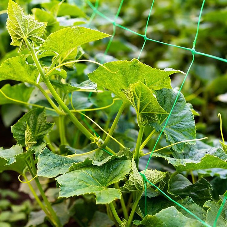 Plastic Plants Support Trellis net for cucumber