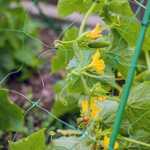 Plastic Plants Support Trellis net for cucumber