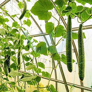 Green color cucumber net/mesh /netting Green color cucumber net/mesh /netting